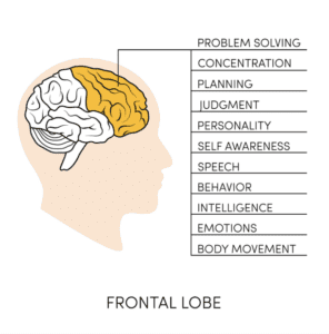 frontal lobe visualization